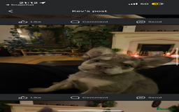 French Bulldog dogs for sale: fluffy frenchie  - Image 2