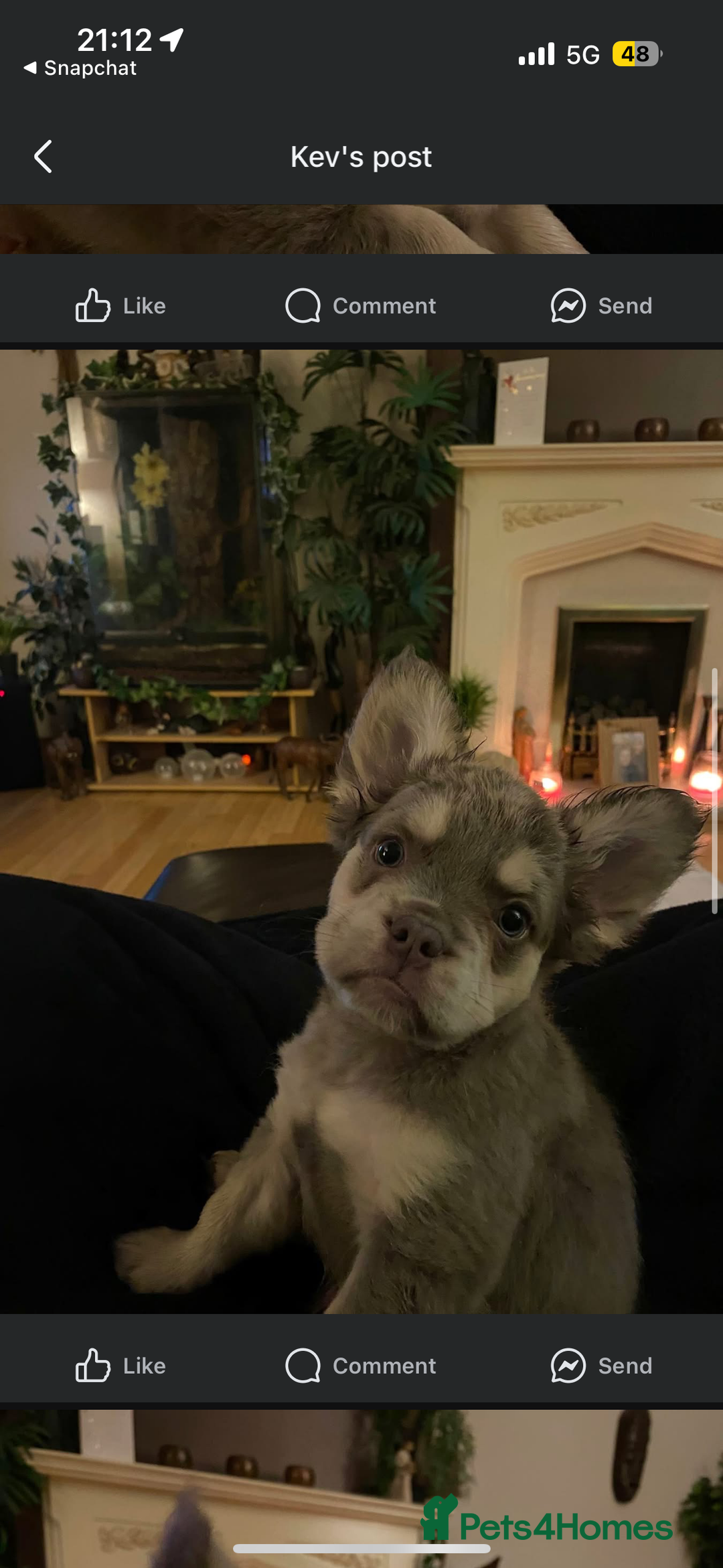French Bulldog dogs for sale: fluffy frenchie  - Image 2