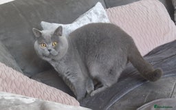British Longhair cats for sale: british shorthair and shorthair males - Image 17