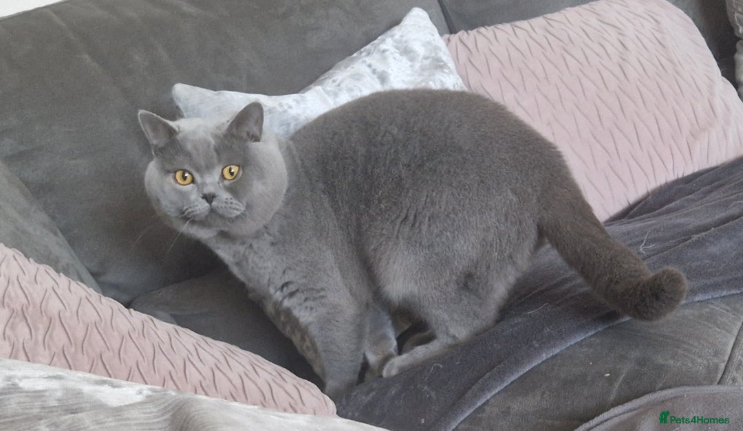 British Longhair cats for sale: british shorthair and shorthair males - Image 17