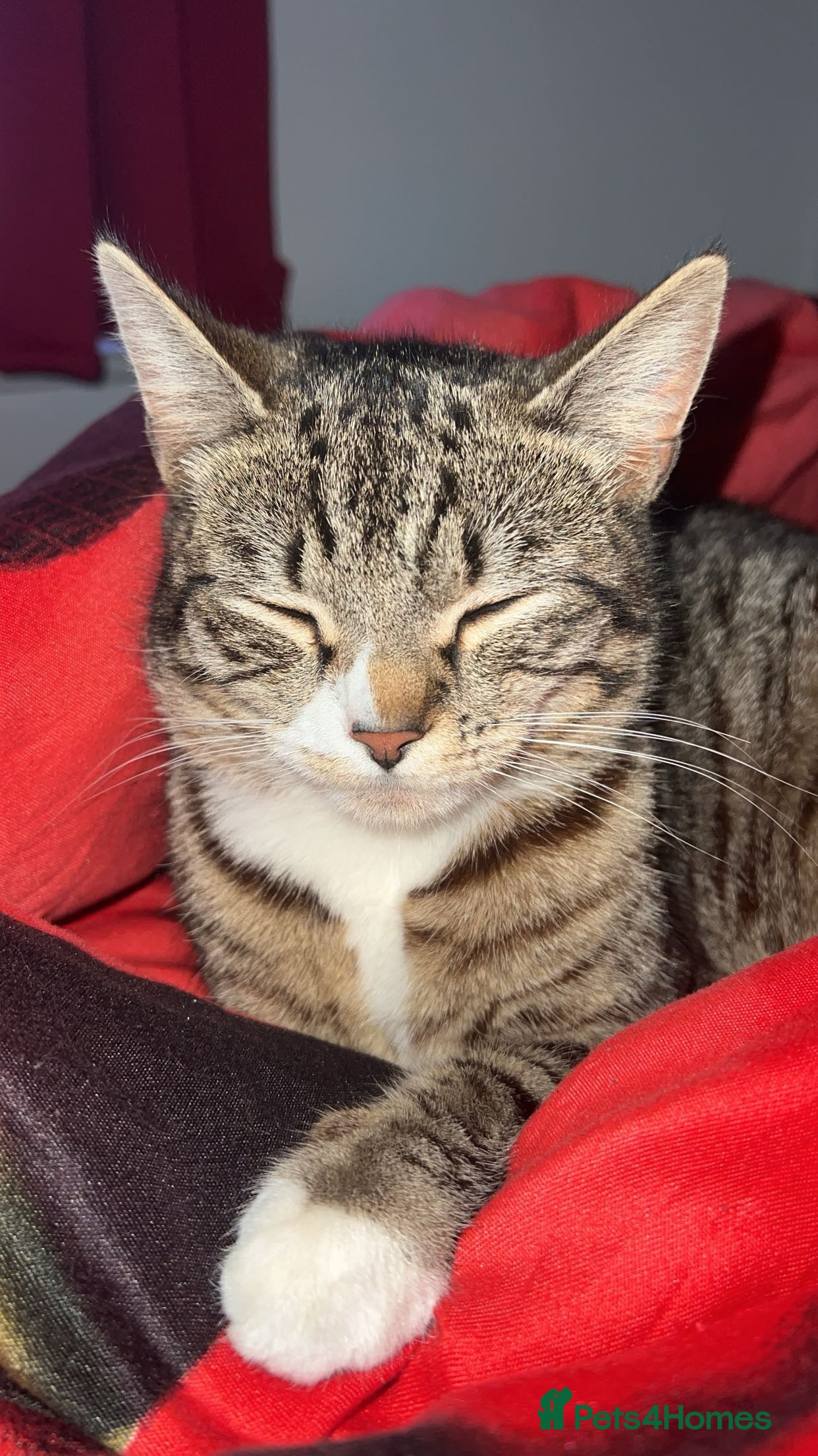 American Shorthair cats Tabby Cat for sale - Advert 1