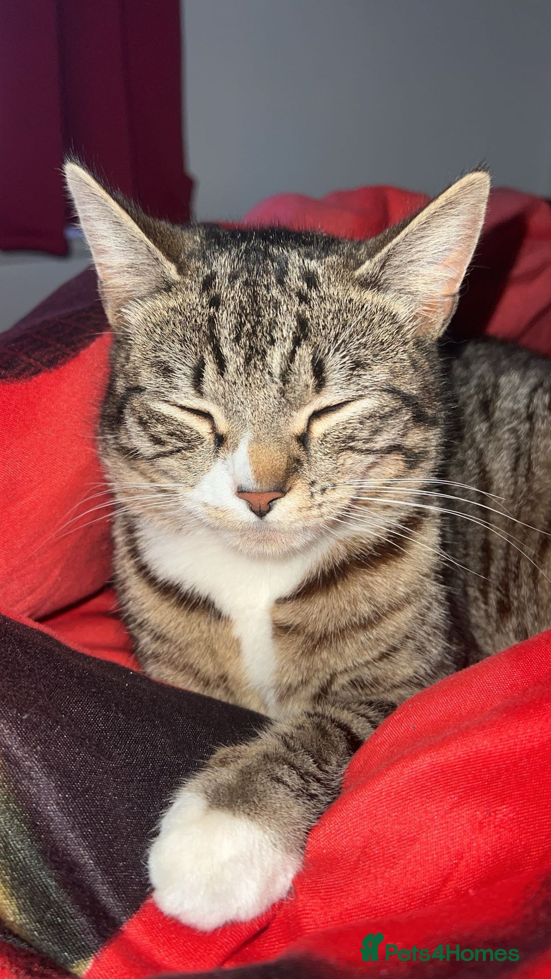 American Shorthair cats for sale: Tabby Cat for sale - Advert 1