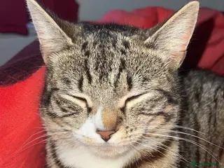 American Shorthair cats Tabby Cat for sale - Advert 5