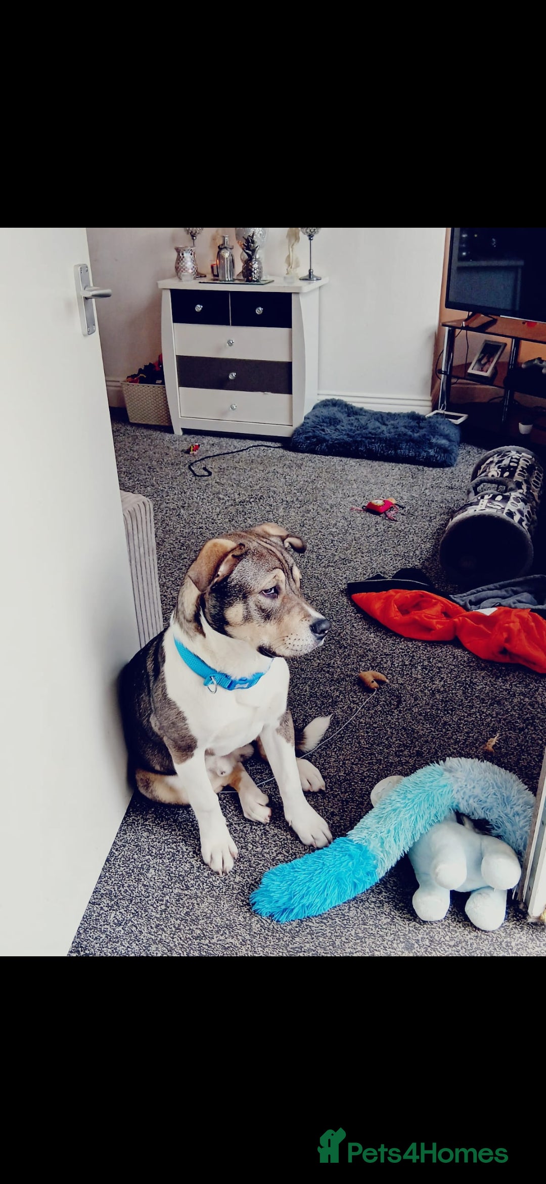 Mixed Breed dogs American bulldog X akita  - Advert 10