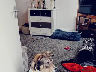 Mixed Breed dogs American bulldog X akita - Advert 10