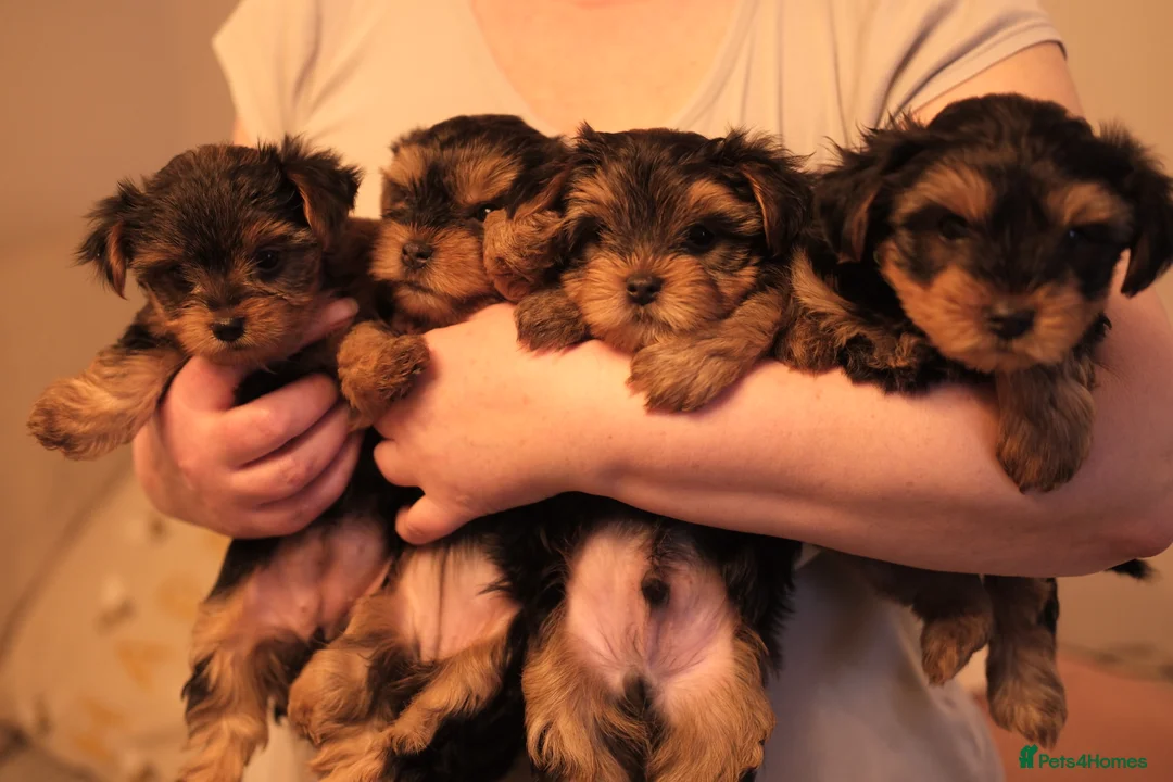 Yorkshire Terrier dogs for sale: 4 Yorkshire Terrier Puppies - Advert 8