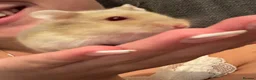 Hamster rodents for sale: Albino Dwarf Hamster  - Advert 2