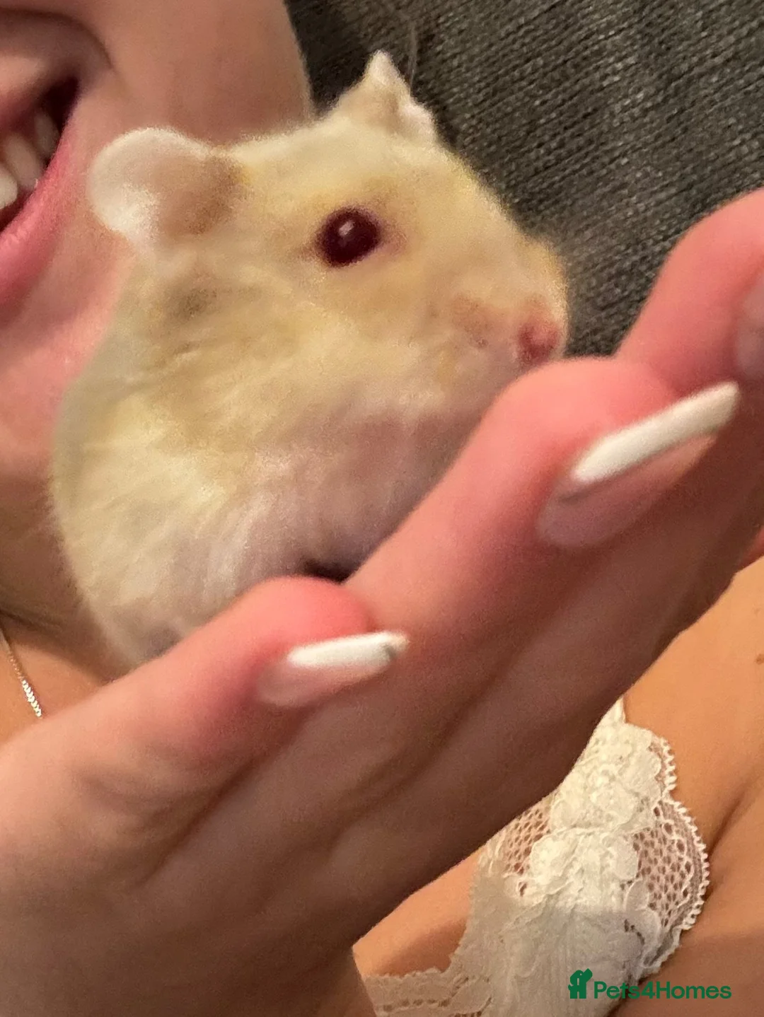 Hamster rodents for sale: Albino Dwarf Hamster  - Advert 2