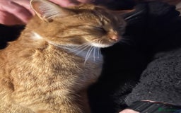 American Shorthair cats for sale: 4 year old boy for sale  - Advert 2