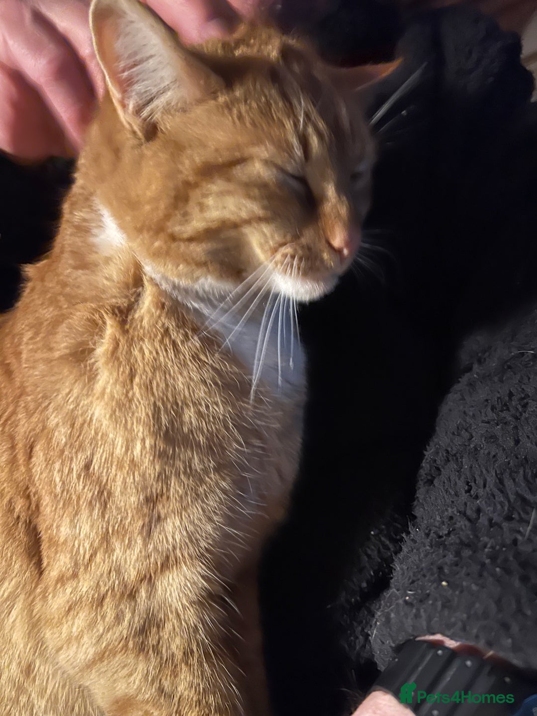 American Shorthair cats for sale: 4 year old boy for sale  - Advert 2