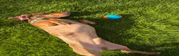 Miniature Dachshund dogs for sale: Male miniature dachshund  - Advert 10