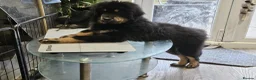 Tibetan Mastiff dogs for sale: Tibetan mastiff pupps - Advert 2