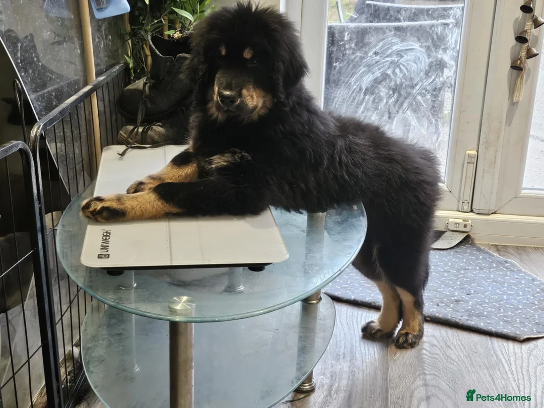 Tibetan Mastiff dogs for sale: Tibetan mastiff pupps - Advert 2
