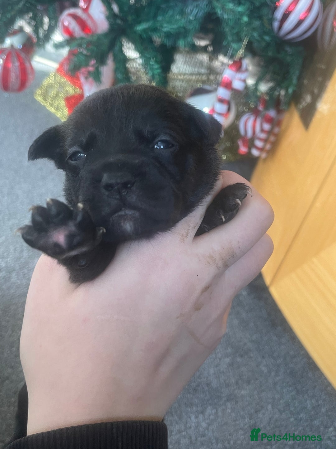 Mixed Breed dogs for sale: Bodeguero Andaluz x French Bulldog Puppies  - Advert 17