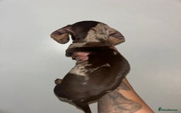 Miniature Dachshund dogs for sale: Miniature dachshund  - Image 2