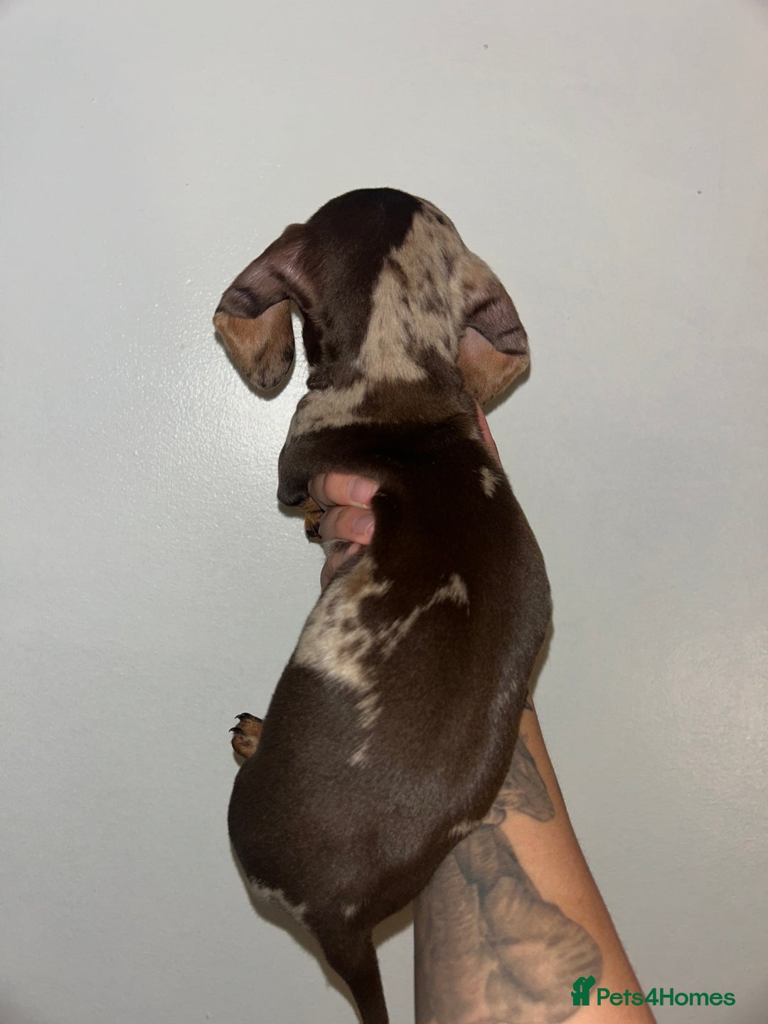 Miniature Dachshund dogs for sale: Miniature dachshund  - Image 2