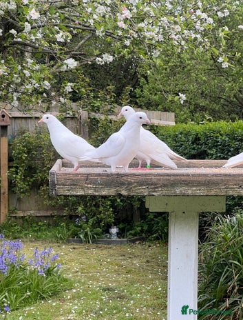 Pigeons birds - Advert 12