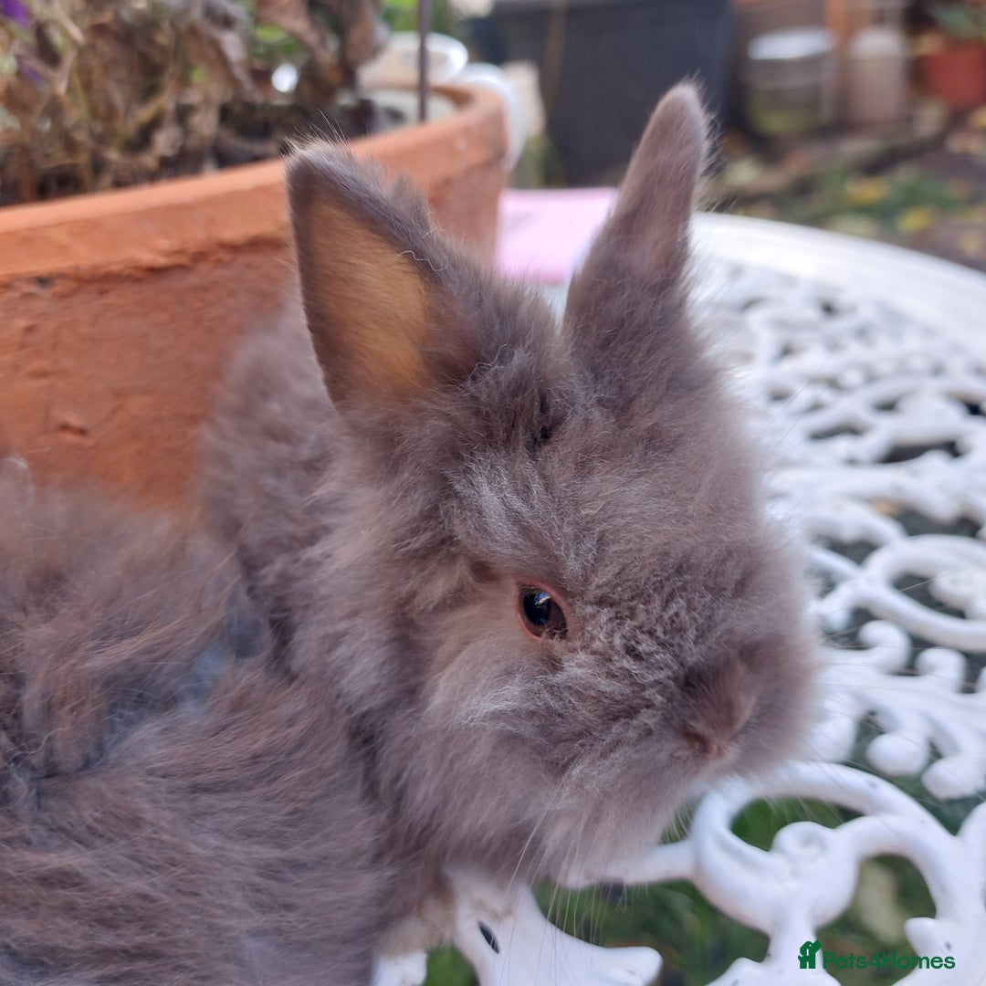 Lionhead rabbits for sale: PUREBRED DOUBLE LION HEAD BABIES  - Image 7