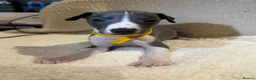 Whippet dogs for sale: Only 3 boys Quality pedigree whippet puppies left  - Advert 23