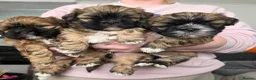 Shih Tzu dogs for sale: 3 beautiful shih tzu girl pups - Advert 4