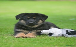 German Shepherd dogs for sale: TOP QUALITY GERMAN SHEPHERD LITTERS - Image 12