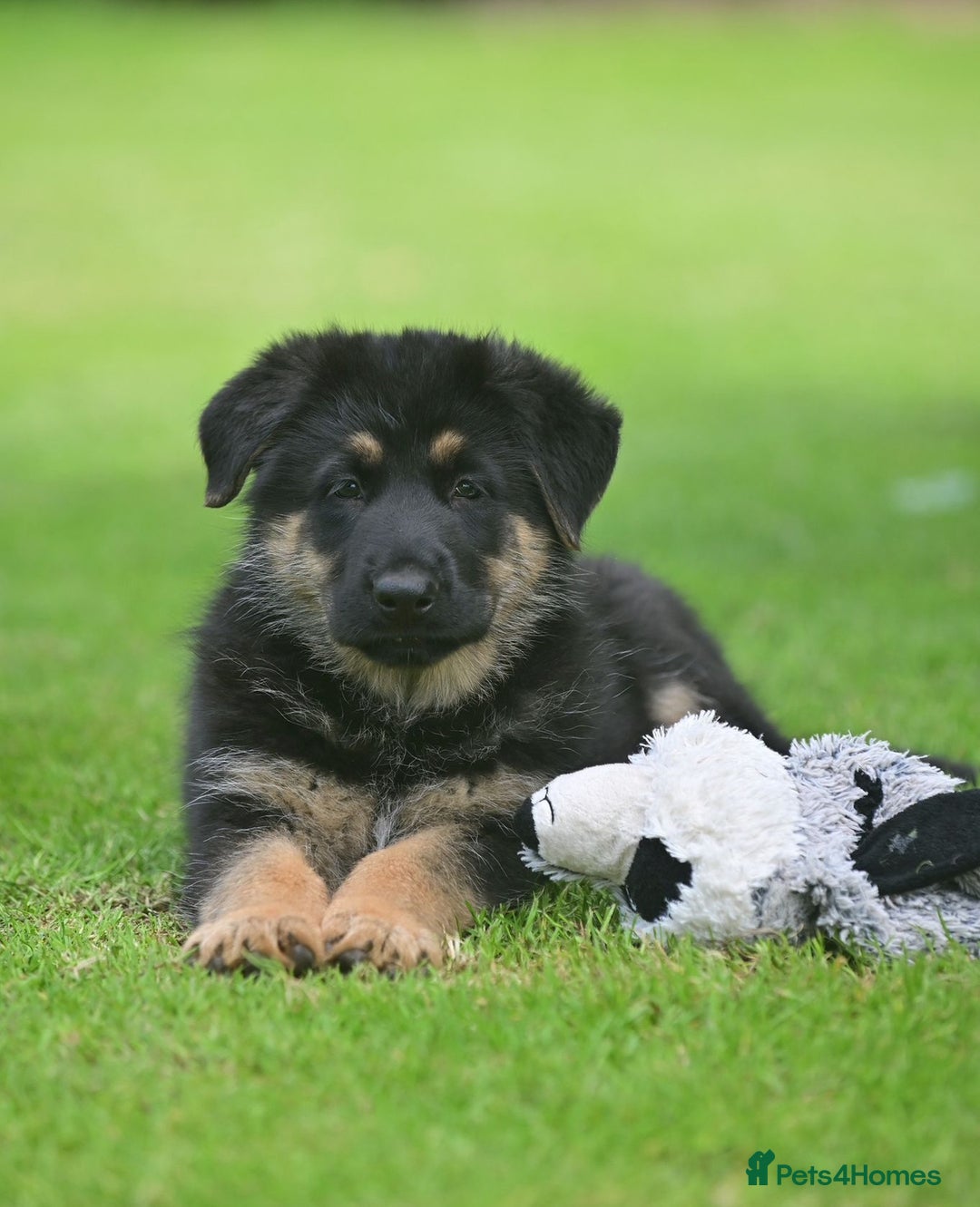 German Shepherd dogs for sale: TOP QUALITY GERMAN SHEPHERD LITTERS - Image 12