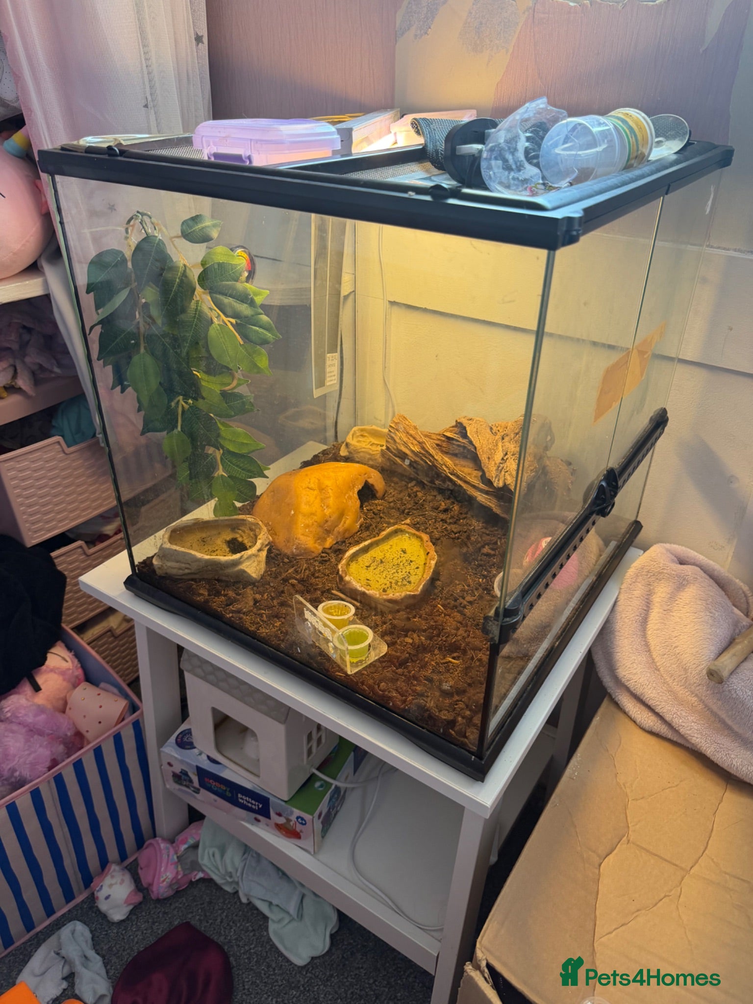 Gecko reptiles Male crested Gecko with setup  - Advert 1