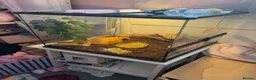 Gecko reptiles for sale: Male crested Gecko with setup  - Advert 1