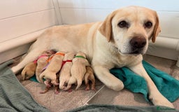 Labrador Retriever dogs for sale: Lovable, Quality KC working Labradors!! - Image 9