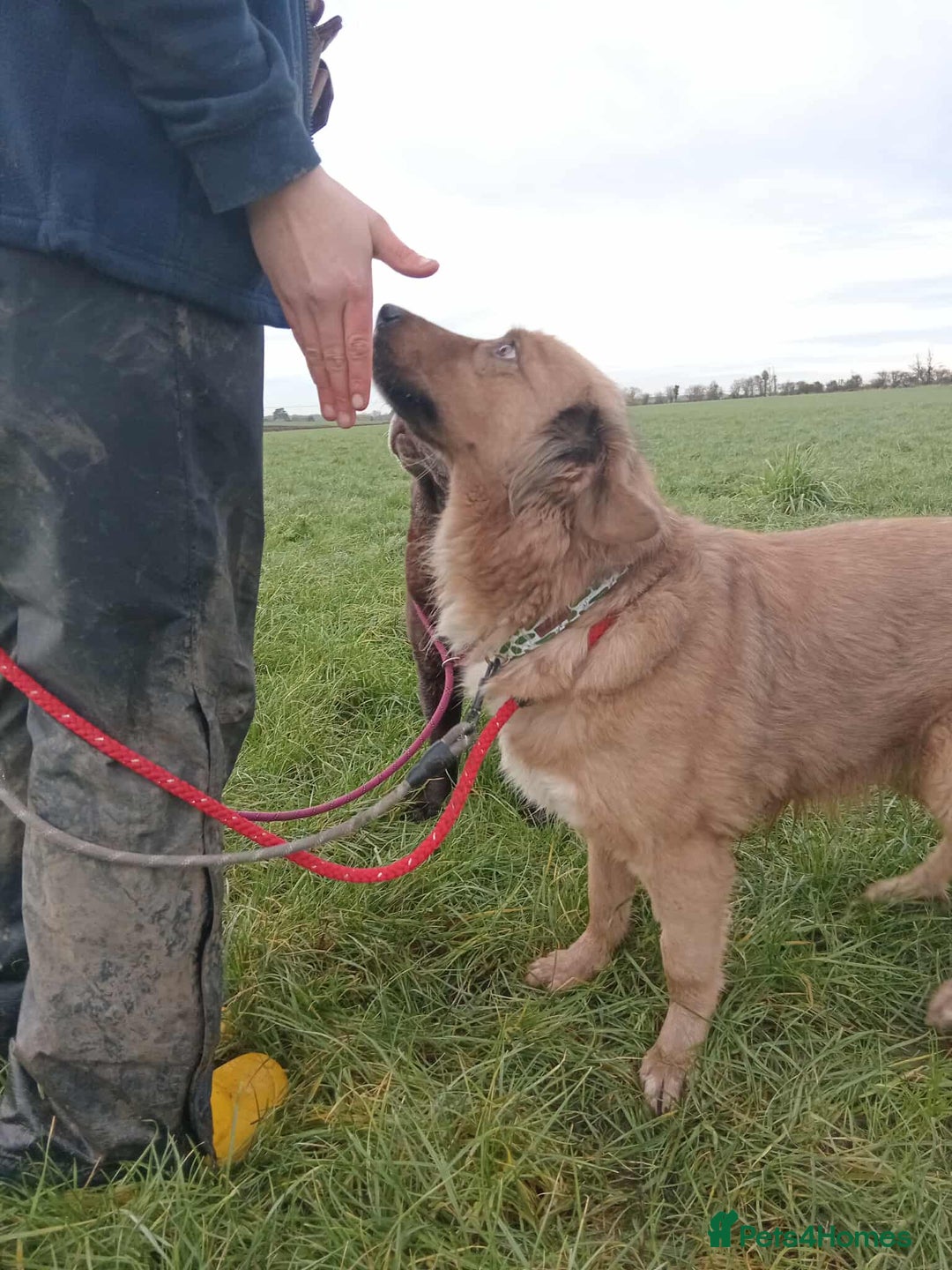 Mixed Breed dogs for adoption: GINNY - Advert 6