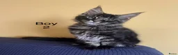 Maine Coon cats for sale: MONSTRUAL GIANTS! Elite MAINE COON Kittens  - Advert 21