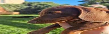 Dachshund 4