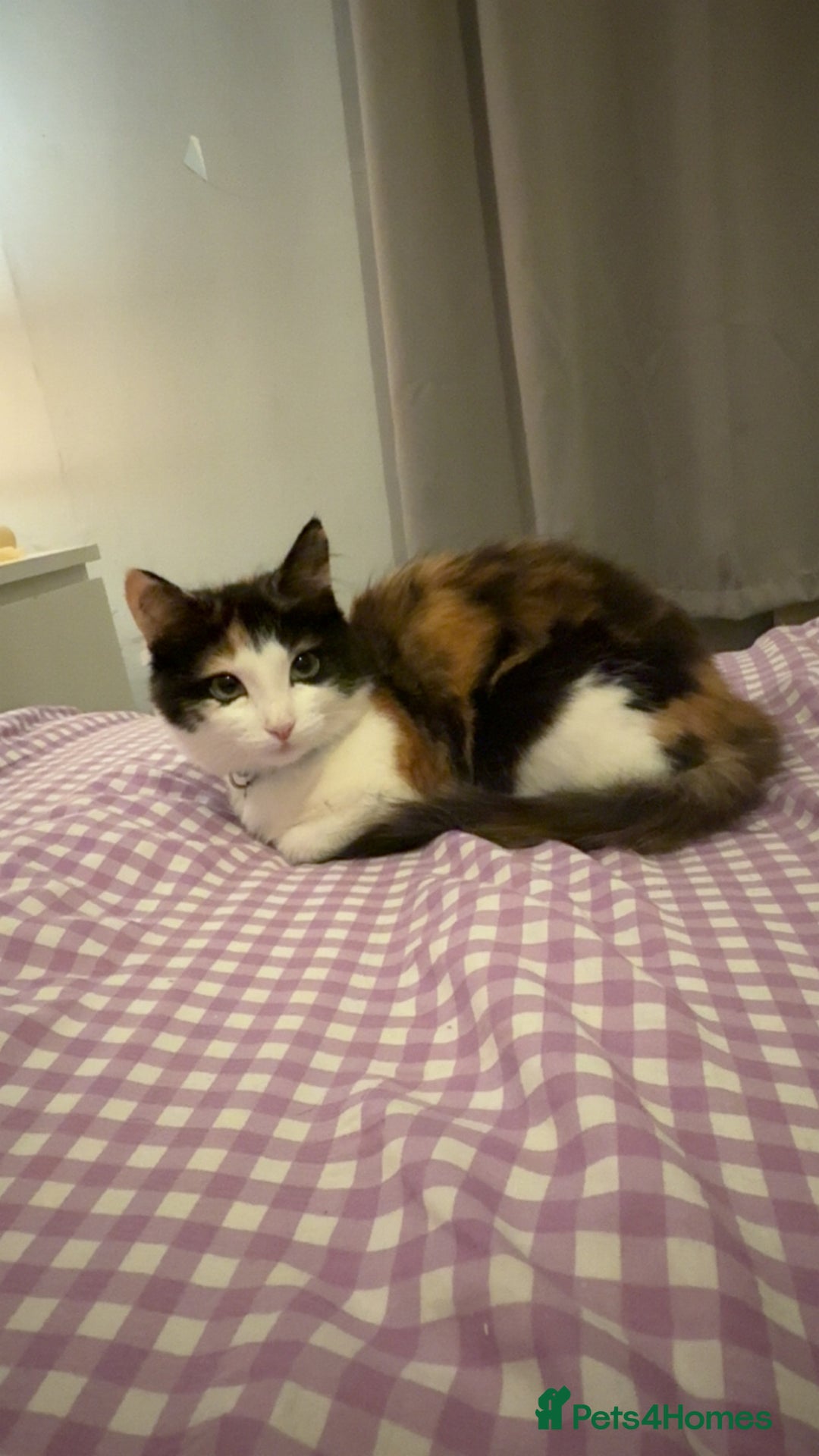 Mixed Breed cats for sale: Calico female cat  - Image 2