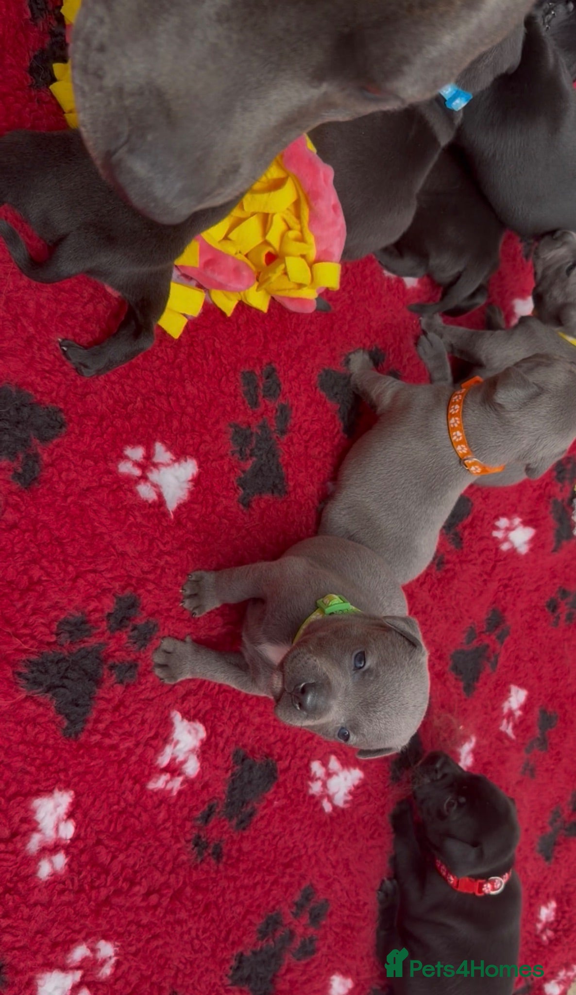 Staffordshire Bull Terrier dogs KC Health Tested Staffordshire Bull Terriers - Advert 2