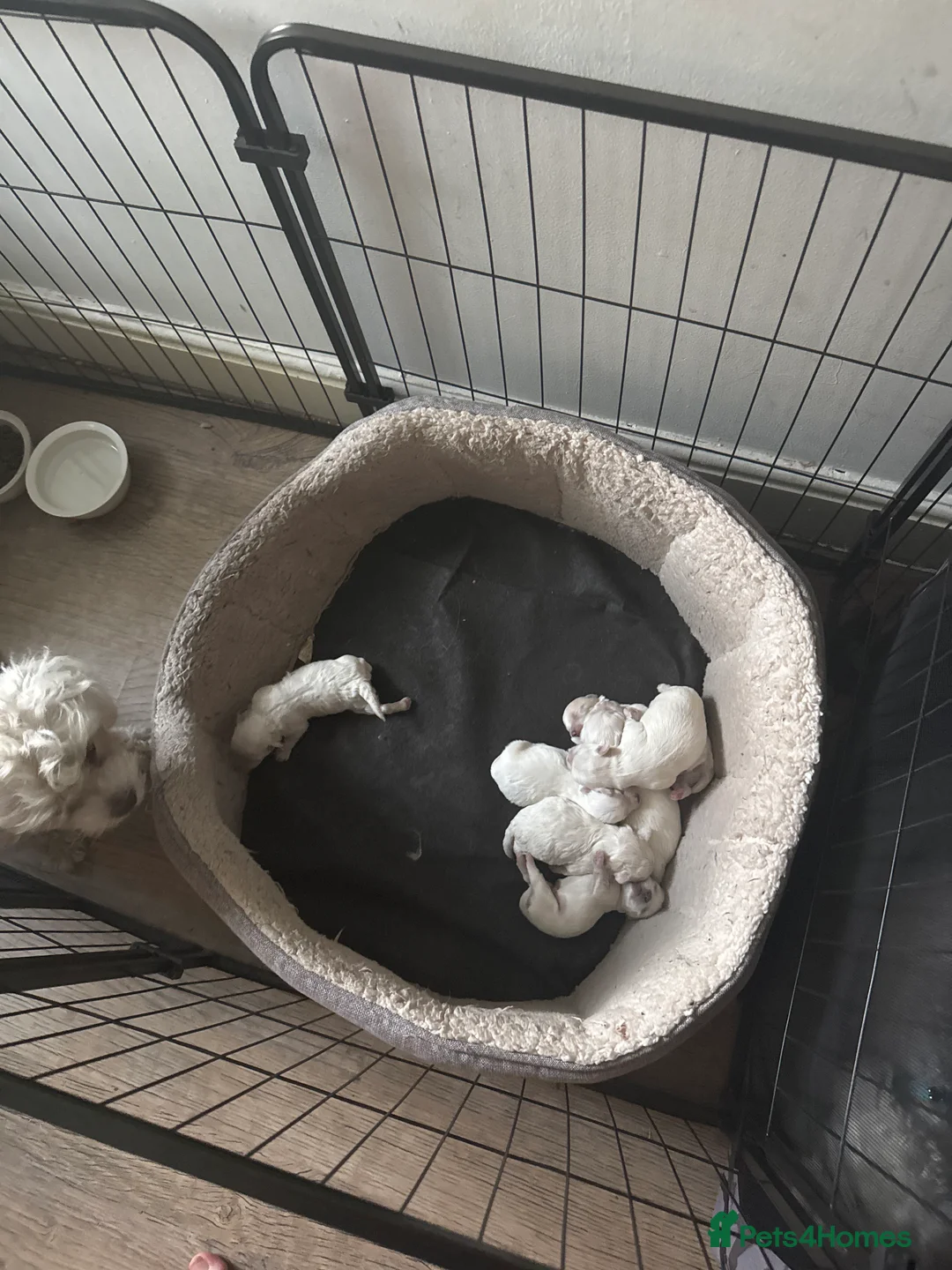 Maltese dogs for sale: Maltese puppies  - Advert 1