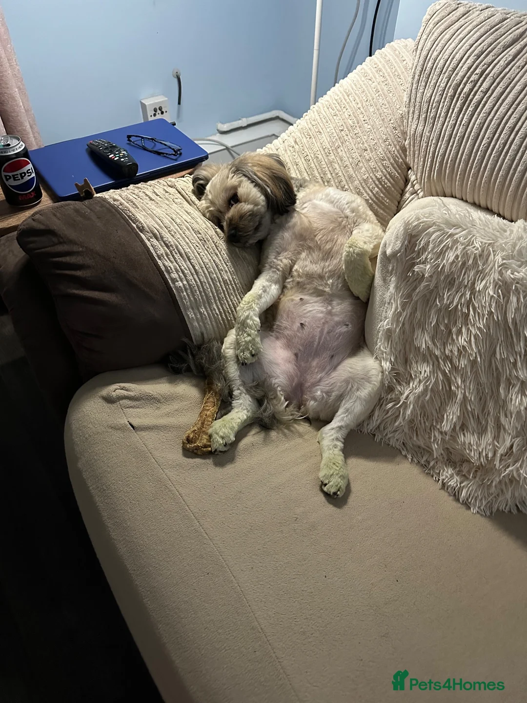 Mixed Breed dogs for sale: 2 year old Shipoo looking for a loving home - Advert 2
