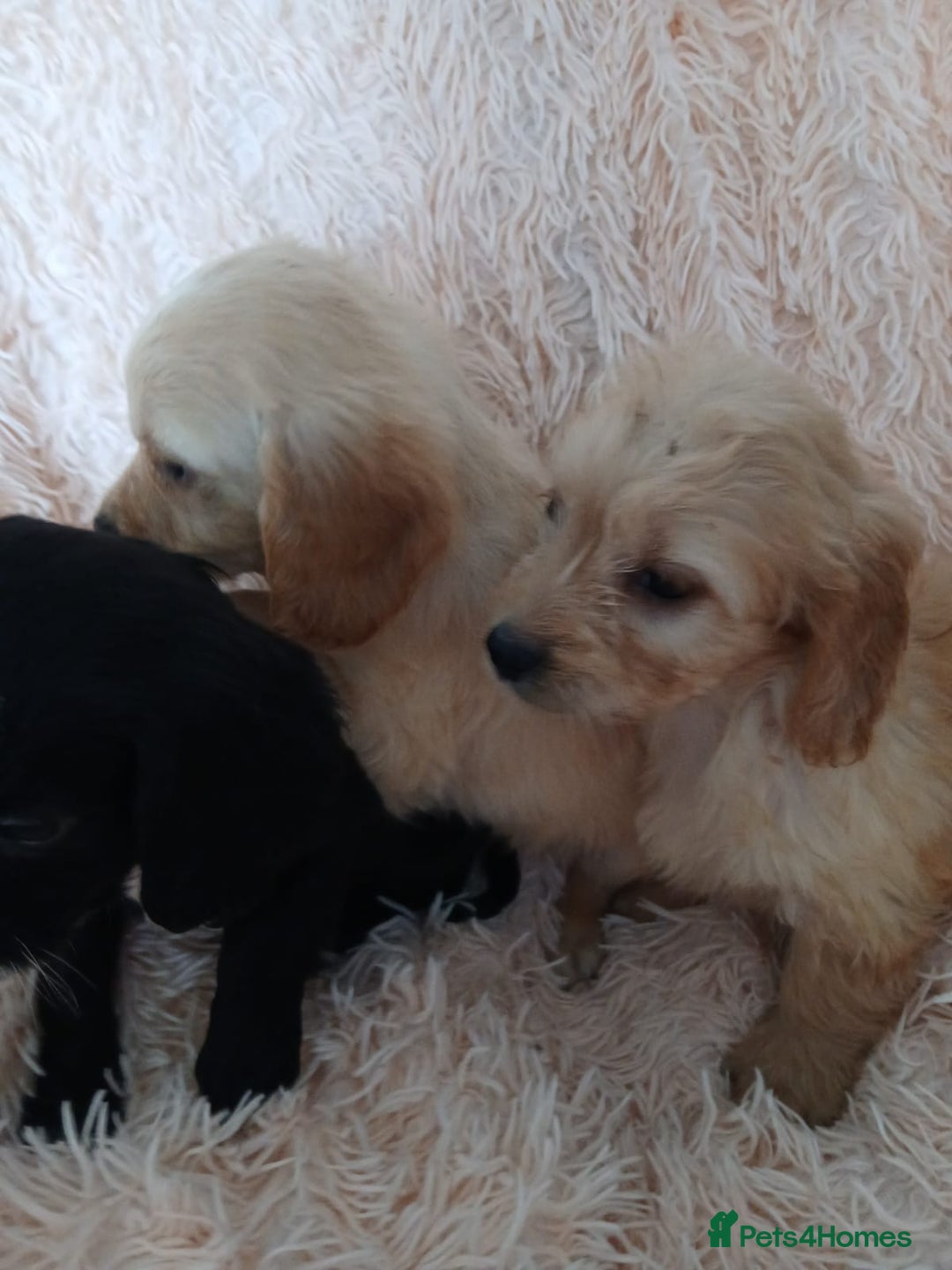 Cockapoo dogs for sale: Cockapoo puppies  - Image 5