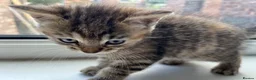 British Shorthair cats for sale: Adorable British Shorthair Kittens - Advert 13