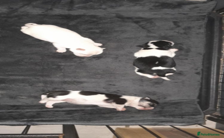 Chihuahua dogs - Advert 12