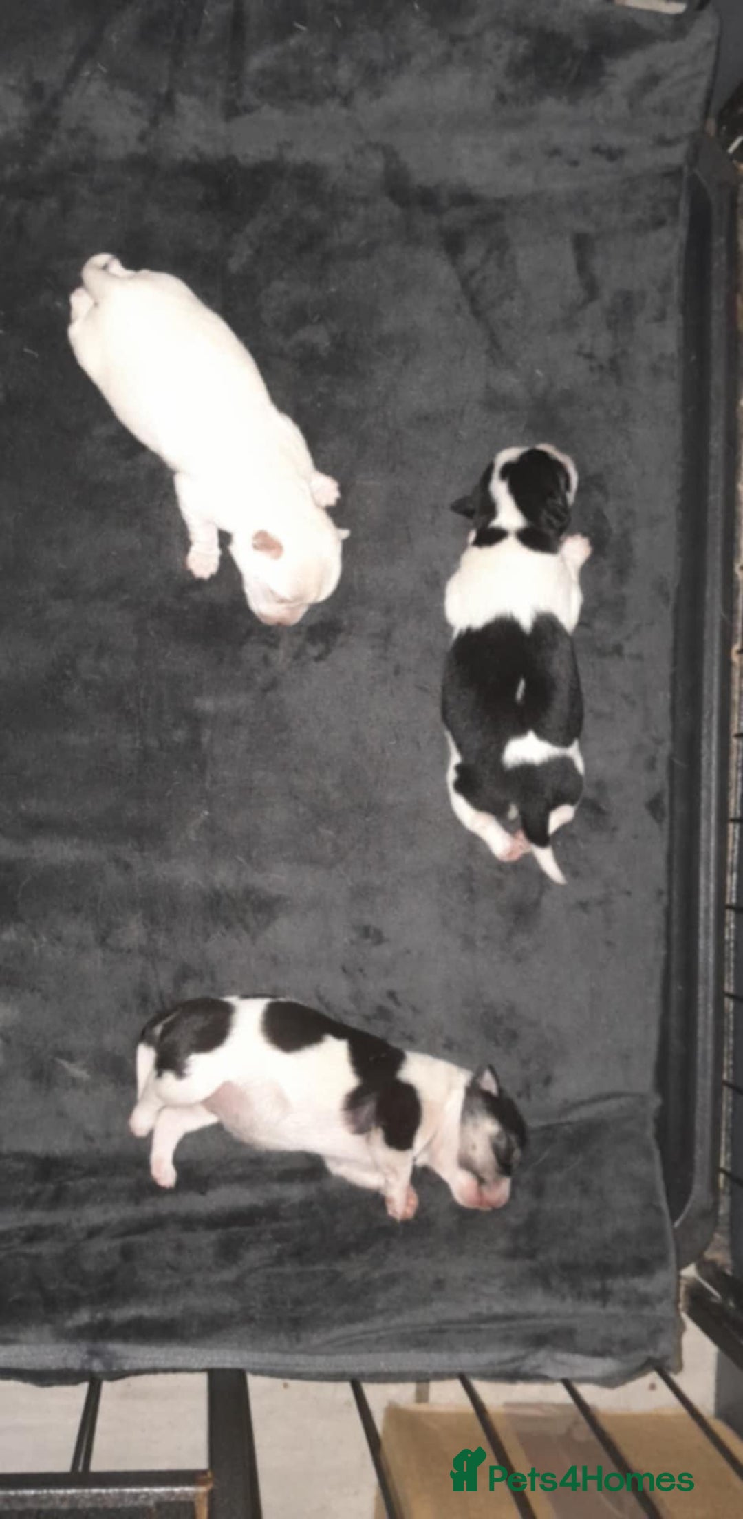 Chihuahua dogs for sale: 2 beautiful chihuahua pups - Image 1