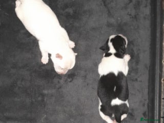 Chihuahua dogs - Advert 3