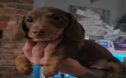 Miniature Dachshund dogs for sale: 🩷2 BABIES LEFT🐶READY TODAY🐶HAD 1ST/2ND JAB🩵 in Chorley - Image 6