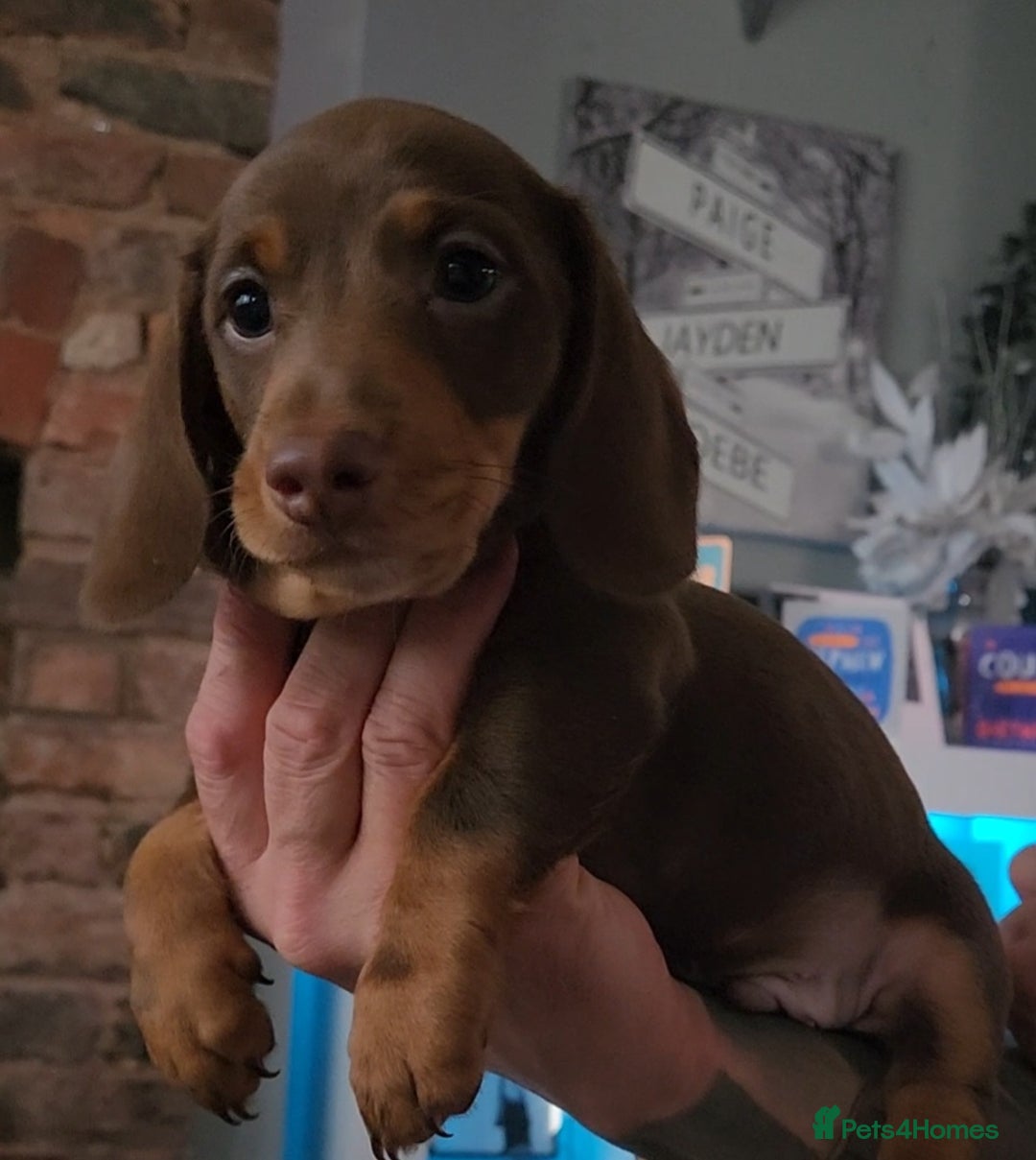 Miniature Dachshund dogs for sale: 🩷2 BABIES LEFT🐶READY TODAY🐶HAD 1ST/2ND JAB🩵 in Chorley - Image 6