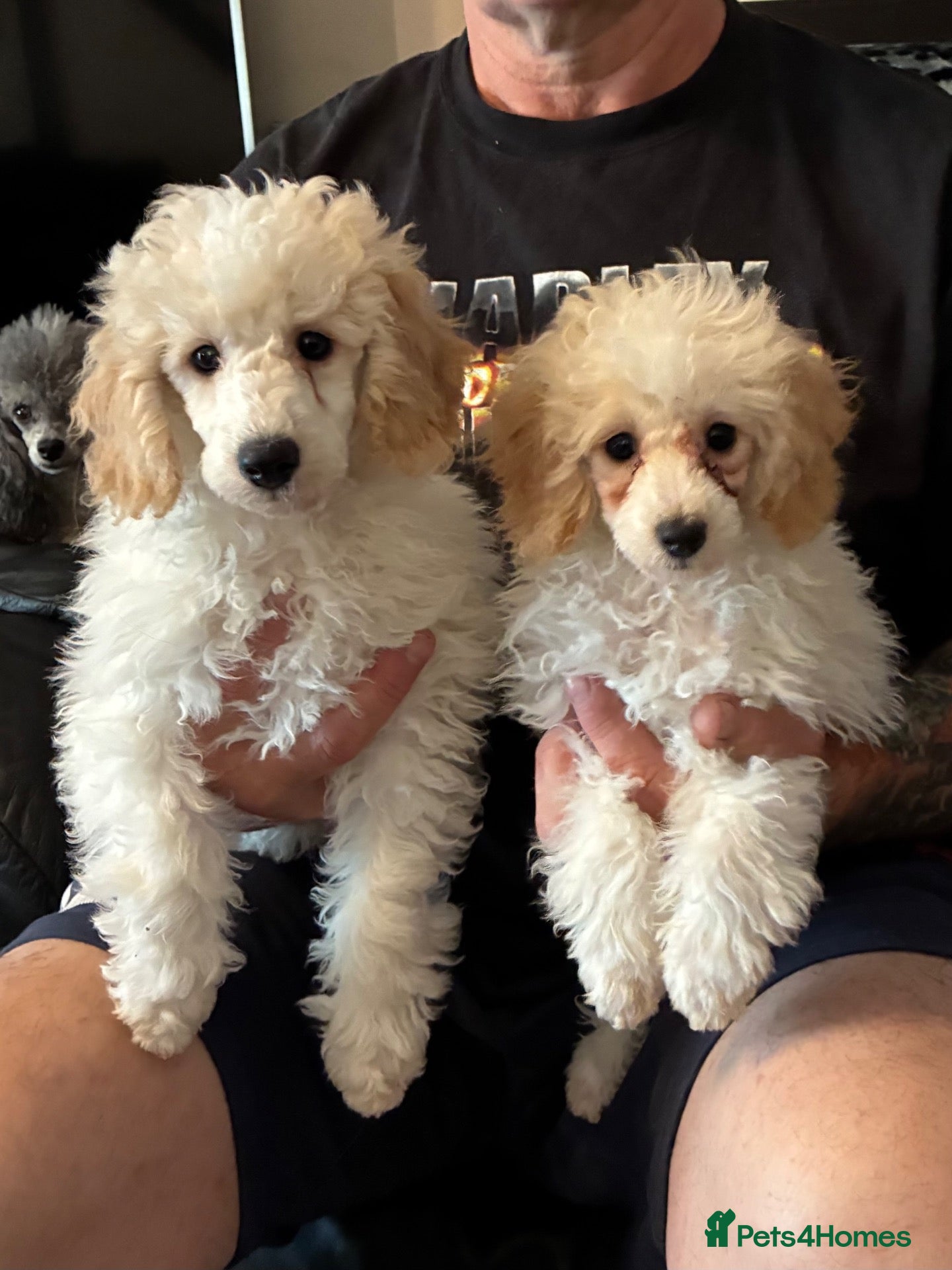 Toy Poodle dogs Stunning Toy Poodle Puppies - Advert 2