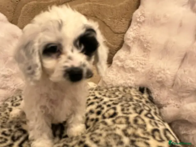 Cockapoo dogs for sale: Cockapoo puppies - Advert 4