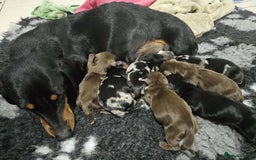 Miniature Dachshund dogs for sale: Friendly silver dapples mini dachschunds pups - Image 7