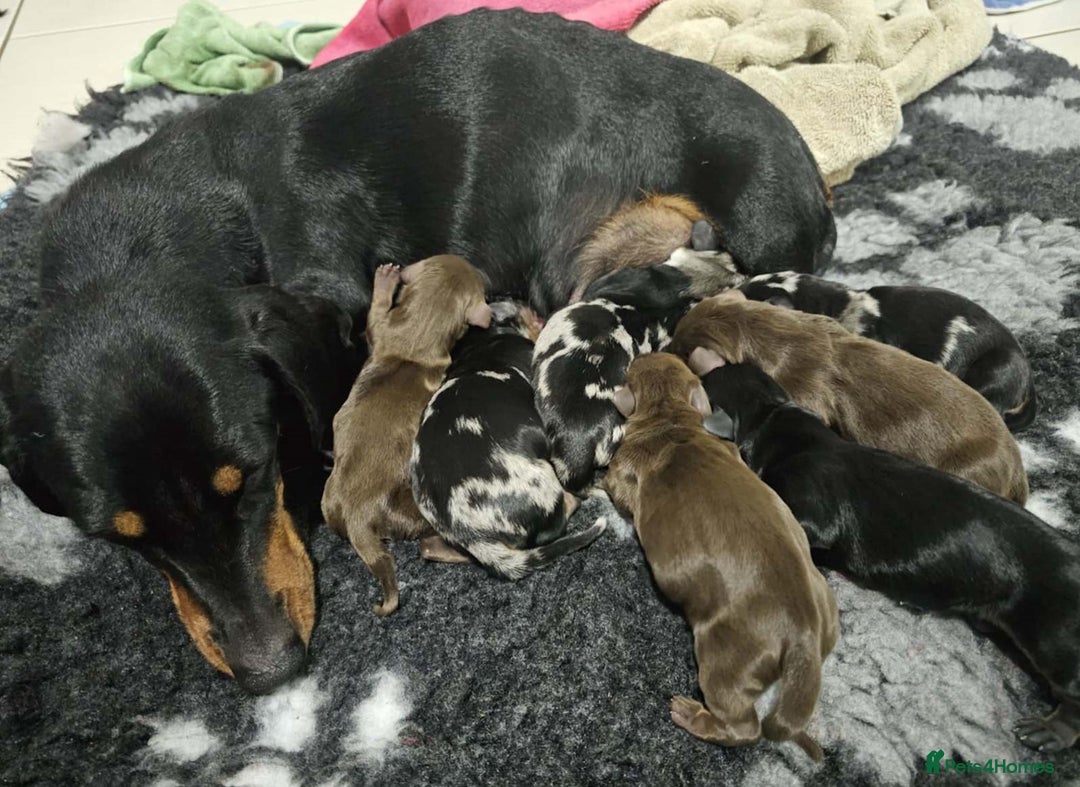 Miniature Dachshund dogs for sale: Friendly silver dapples mini dachschunds pups - Image 7