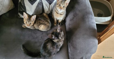 American Shorthair cats - Advert 2