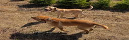 Labrador Retriever dogs for sale: Farm Reared Fox Red & Cream Labradors - Advert 12