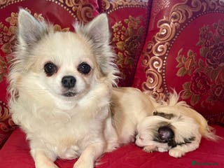 Chihuahua dogs BEAUTIFUL LONG COAT BOYS - Advert 16